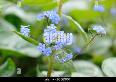 Brunnera macrophylla Jack Frost zeigt charakteristische silberne und grüne Blätter und kleine hellblaue Blüten im Frühjahr. VEREINIGTES KÖNIGREICH Stockfoto