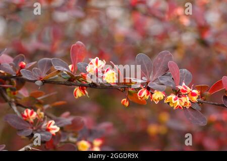 Berberis thunbergii atropurpurea „Rose Glow“. Berberis 'Rosy Glow', auch Berberis Rose Glow genannt, zeigt kleine Blumen im Frühjahr. VEREINIGTES KÖNIGREICH Stockfoto