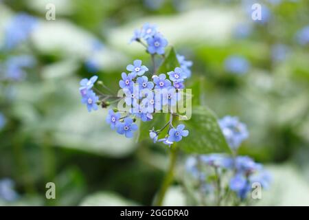 Brunnera macrophylla Jack Frost zeigt charakteristische silberne und grüne Blätter und kleine hellblaue Blüten im Frühjahr. VEREINIGTES KÖNIGREICH Stockfoto