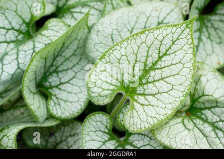 Brunnera macrophylla Jack Frost zeigt im Frühjahr charakteristische silberne und grüne Blätter. VEREINIGTES KÖNIGREICH Stockfoto