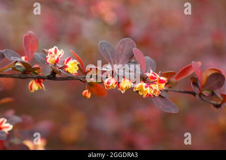 Berberis thunbergii atropurpurea „Rose Glow“. Berberis 'Rosy Glow', auch Berberis Rose Glow genannt, zeigt kleine Blumen im Frühjahr. VEREINIGTES KÖNIGREICH Stockfoto