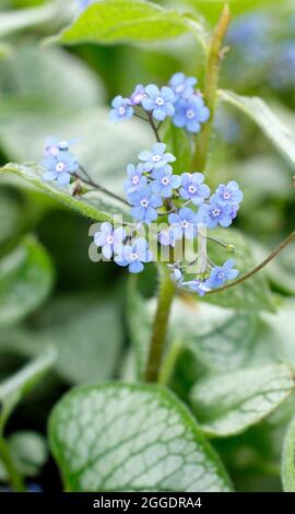 Brunnera macrophylla Jack Frost zeigt charakteristische silberne und grüne Blätter und kleine hellblaue Blüten im Frühjahr. VEREINIGTES KÖNIGREICH Stockfoto