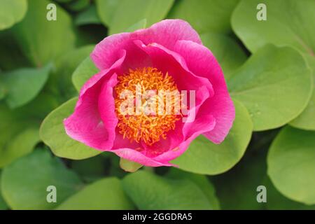 Peonia mascula ssp triternata. Einzelne rosa Blume der krautigen mehrjährigen Pfingstrose, Paeonia mascula ssp triternata. Stockfoto