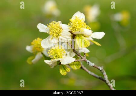 Frühlingsblüten von Parrotiopsis jacquemontiana, dem Himalaya-Hasel-Baum, einem Mitglied der Familie der Hexenhasel. VEREINIGTES KÖNIGREICH Stockfoto