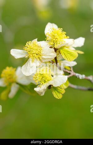 Frühlingsblüten von Parrotiopsis jacquemontiana, dem Himalaya-Hasel-Baum, einem Mitglied der Familie der Hexenhasel. VEREINIGTES KÖNIGREICH Stockfoto