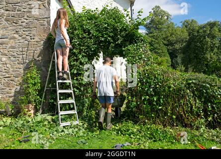 Junge Frau auf einer Leiter stehend Rückansicht Gärtner Trimmen immergrünen Bogen Hecke Mann Schubkarre im ländlichen Garten Wales Großbritannien KATHY DEWITT Stockfoto