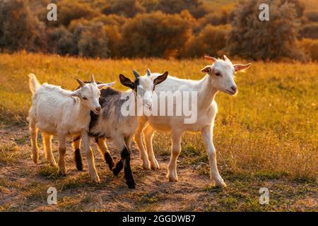 Drei lustige Ziegenböcke auf einer Wiese bei Sonnenuntergang. Wunderschöne Herbstlandschaft im Hintergrund Stockfoto