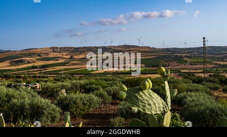 Landschaft, Windturbinen mit stacheligen Birnen. Custonaci, Sizilien, Italien. Stockfoto