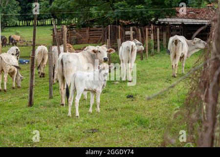 Nelore Rind Kalb und Kuh auf der Weide. Stockfoto