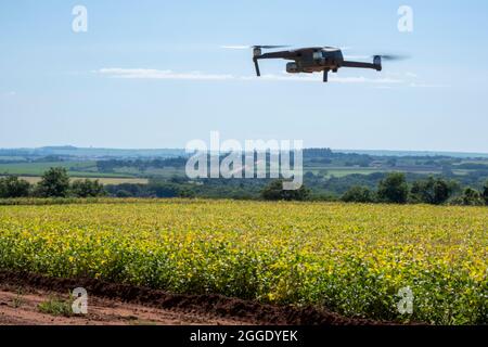 Drohne, die an sonnigen Tagen in Brasilien über die Sojaplantage fliegt. Stockfoto