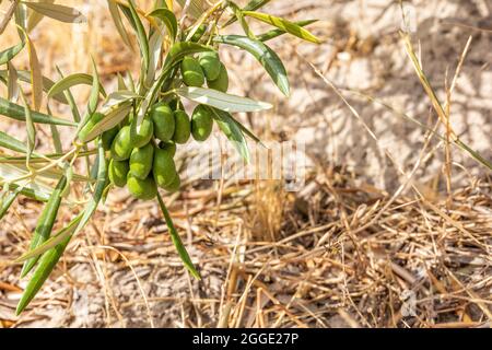 Olea europaea, Grüne Oliven hängen am Zweig Stockfoto