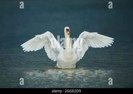 Stummer Schwan (Cygnus olor) schüttelt seine Flügel auf einem See, Bayern, Deutschland Stockfoto