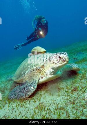 Diwer mit Blick auf Grüne Schildkröte (Chelonia mydas), Grüne Schildkröte, Rotes Meer, Abu Dabab, Ägypten Stockfoto