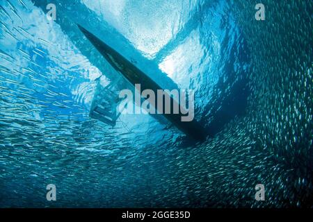 Sardinenschwärme unter Auslegerboot, Indischer Ozean, Panagsama-Strand, Moalboal, Cebu, Philippinen Stockfoto