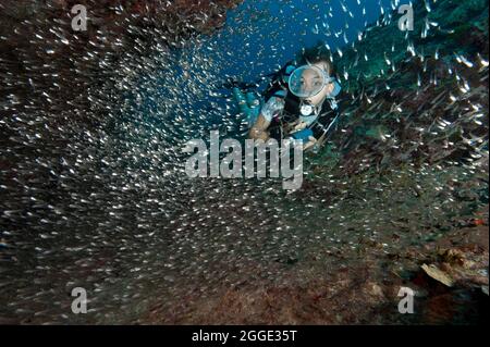 Der Diverser schwimmt durch die Schule des Red Sea Dwarf Sweeper (Parapriacanthus guentheri), Lake Andamen, Thailand Stockfoto