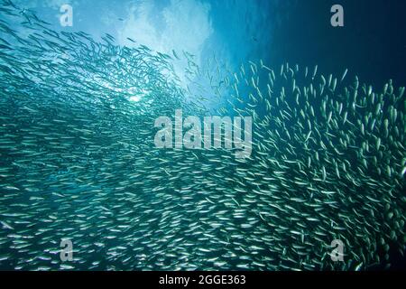 Schwarm Sardinen von Sardinops (Sardinops sagax), Indischer Ozean, Pescador Island, Moalboal, Cebu, Philippinen Stockfoto