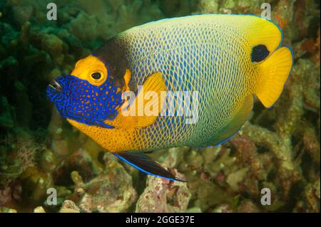 Blueface Angelfish (Pomacanthus xanthometopon), Pazifischer Ozean Stockfoto