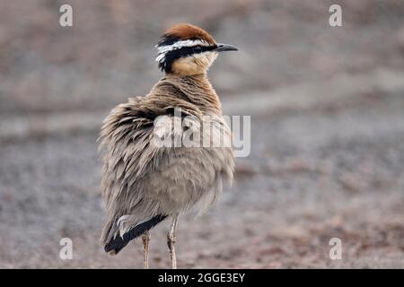 Nahaufziehfedern von Indian Courser, Cursorius coromandelicus, Indien Stockfoto