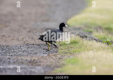 Der eurasische Ruß, Fulica atra, auch bekannt als der gewöhnliche Ruß, Indien Stockfoto