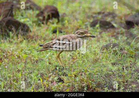 Indische Steinkugelmaus oder indisches Dickkniechen, Burhinus indicus, Indien Stockfoto