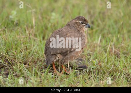 Die felsige Buschquacke, die in Teilen der Halbinsel Indien gefunden wurde. Nahaufnahme mit Regentropfen auf Federn. Perdicula argoondah Stockfoto