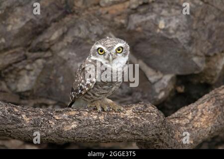 Fleckkauzchen, Athene brama Nahaufnahme, Indien Stockfoto
