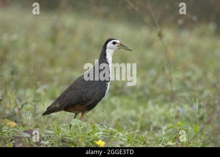 Weißbrustwasserhuhn, Amaurornis phoenicurus, Nahaufnahme Indien Stockfoto