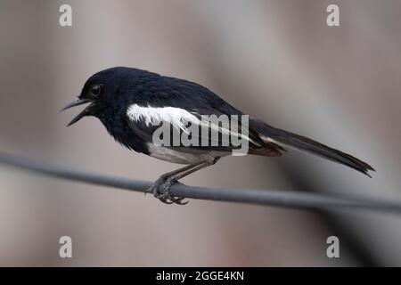 Indische Magpie Robin, Axicoloides fulicatus, männlich, Indien Stockfoto