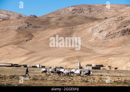 Karawane in der Höhenwüste von Bamyan, Afghanistan Stockfoto