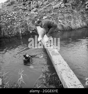 Ein Mann, der einen Sandsack zu einem Taucher im Fluss Nar an einem Punkt passiert, an dem die Fens-Gaspipeline den Fluss überquert. Die Arbeiten zur Verlegung der Fens-Gaspipeline begannen im Juni 1967 und waren ein Joint Venture zwischen Laing Civil Engineering und den französischen Unternehmen Entrepose und Grands Travaux de Marseille (GTM) für den Gasrat. Über 600 Männer arbeiteten an dem Projekt, Stahlrohre mit einem Durchmesser von 36 Zoll zu verlegen, beginnend bei West Winch in Norfolk, wo es mit dem nächsten Vertrag in Woodcroft Castle in Cambridgeshire in Verbindung gebracht wurde. Die Pipeline überquerte vier Flüsse und zahlreiche Deiche und Gräben. Stockfoto