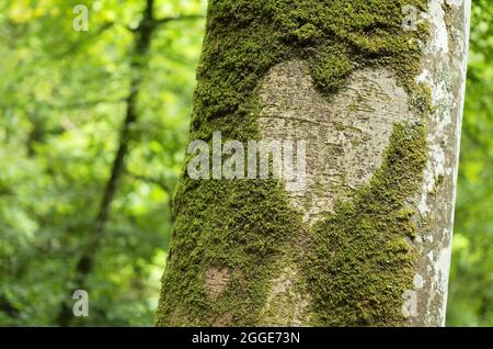 Herz in Baumrinde, Vallee du Le Leguer, Fluss der wandernden Fische, Tonquedec, Cotes-d'Armor, Bretagne, Frankreich Stockfoto