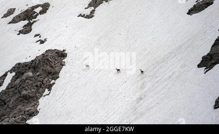 Drei Steinböcke (Capra Steinbock) auf einem Schneefeld, Heilbronner Weg, Allgäu Alpen, Allgäu, Bayern, Deutschland Stockfoto