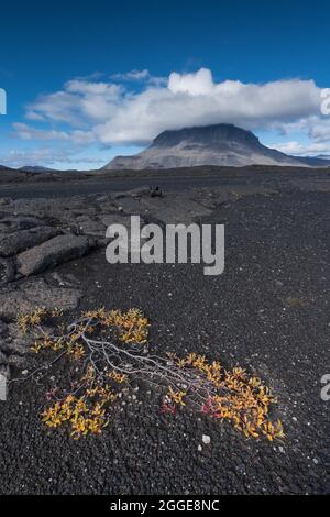 Arktische Weide (Salix arctica) oder arktische Weide, Lavawüste, im Hintergrund Tischvulkan Heroubreio oder Herdubreid, isländisches Hochland, Island Stockfoto