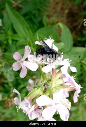 Violette Zimmermannsbiene (Xylocopa violacea) sammelt Nektar, Berlin, Deutschland Stockfoto