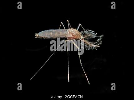 Nördliche Hausmücke (Culex pipiens), Männchen der menschenbevorzugten Londoner U-Bahn-Mücke (Culex pipiens molestus), Baden-Württemberg Stockfoto