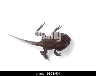 Gewöhnlicher Frosch (Rana temporaria), Kaulquappe mit entwickelten Hinterbeinen und Vorderbeinen, Endstadium der Metamorphose, Frühjahr, Berlin, Deutschland Stockfoto