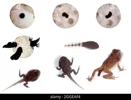 Gewöhnlicher Frosch (Rana temporaria), vollständige Entwicklung von Froschei, Embryo zu Kaulquappe, Larve, zum erwachsenen Frosch, Metamorphose, Transformation Stockfoto