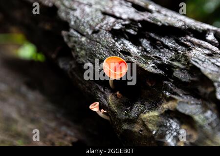 Konzentrieren Sie sich ganz besonders auf blühende rosa Champagner-Pilze, genannt Pink Burn Cup oder Pilzbecher auf nassem Holz im tropischen Regenwald. Stockfoto