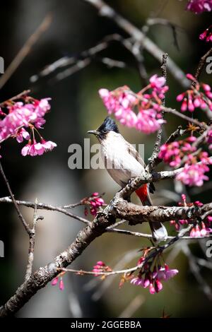 Rußiger Bulbul-Vogel, der auf einem Zweig der Wild Himalayan Cherry steht und von einer blühenden rosa Blume umgeben ist. Stockfoto