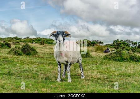 Moorland ewe posiert sehr schön für ihr Porträt, sie schien sehr glücklich zu sein, sie zu verpflichten.aufgenommen an einem schönen Sommertag bei Minions auf Bodmin Moor, Cornwall Stockfoto