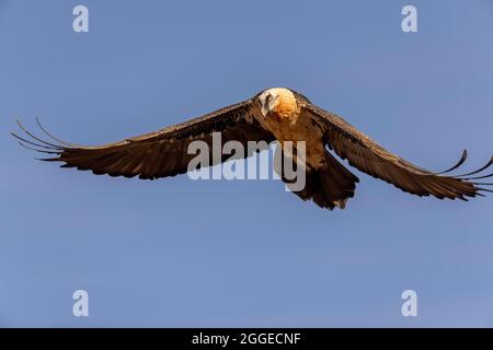 Bartgeier (Gypaetus barbatus) erwachsen im Flug gegen den blauen Himmel, Pyrenäen, Katalonien, Spanien Stockfoto