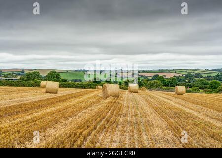 Die von einem Mähdrescher hergestellten führenden Linien werfen einen Blick auf die frischen Strohballen, die auf dem Feld mit der grünen Landschaft dahinter liegen. Stockfoto