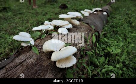 Waldpilze im Gras. Pilze sammeln. Pilz Foto, Wald Foto, Waldpilz, Waldpilz Foto . Pilz auf Baum in Indien. Stockfoto