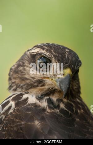 Oberkörper und Gesicht des juvenilen Shikra (Accipiter badius). In Der Nähe Des Skukuza Rest Camp, Krüger National Park, Provinz Mpumalanga, Südafrika. Stockfoto