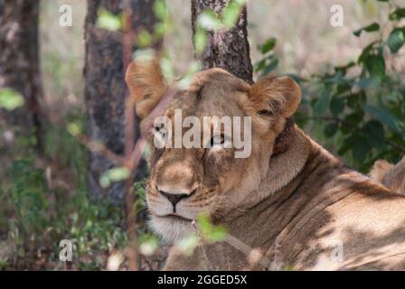 Kopf und Oberkörper eines erwachsenen Löwen (Panthera leo), ausgestattet mit einem Radio-Tracking-Kragen (nur sichtbar), der auf die Kamera mit Bäumen dahinter blickt. Stockfoto