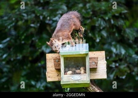 Eurasisches Rothörnchen (Sciurus vulgaris), an der Futterstation, Vulkaneifel, Rheinland-Pfalz, Deutschland Stockfoto