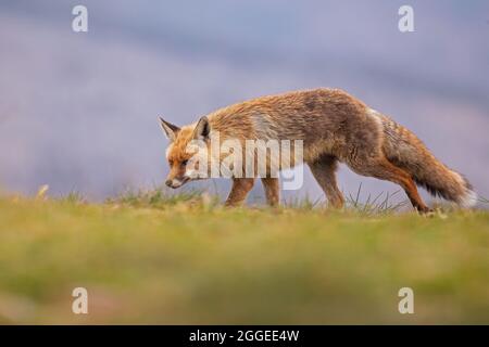 Ein Rotfuchs (Vulpes vulpes), der in den spanischen Bergen jagt und isst. Stockfoto