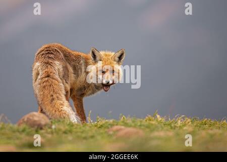 Ein Rotfuchs (Vulpes vulpes), der in den spanischen Bergen jagt und isst. Stockfoto