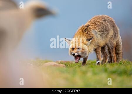 Ein Rotfuchs (Vulpes vulpes), der in den spanischen Bergen jagt und isst. Stockfoto