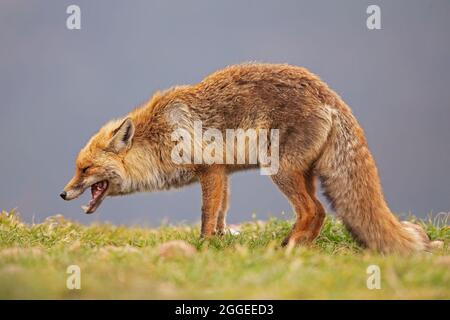 Ein Rotfuchs (Vulpes vulpes), der in den spanischen Bergen jagt und isst. Stockfoto